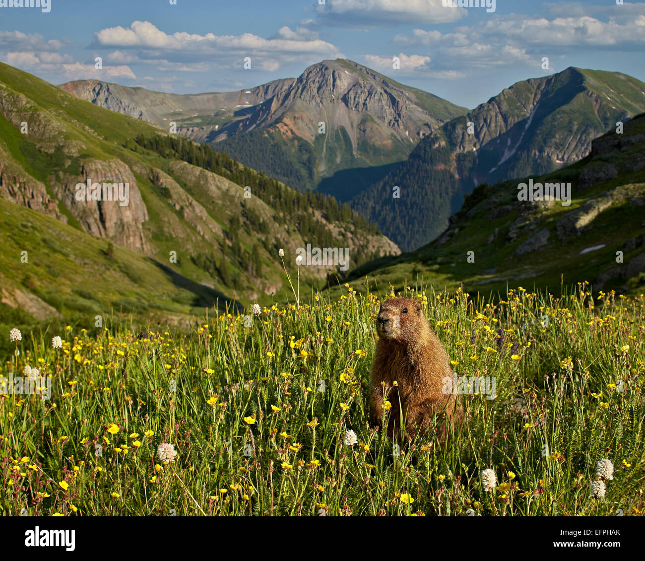 Yellow-bellied Marmot (yellowbelly Marmot) (Marmota Flaviventris), San ...