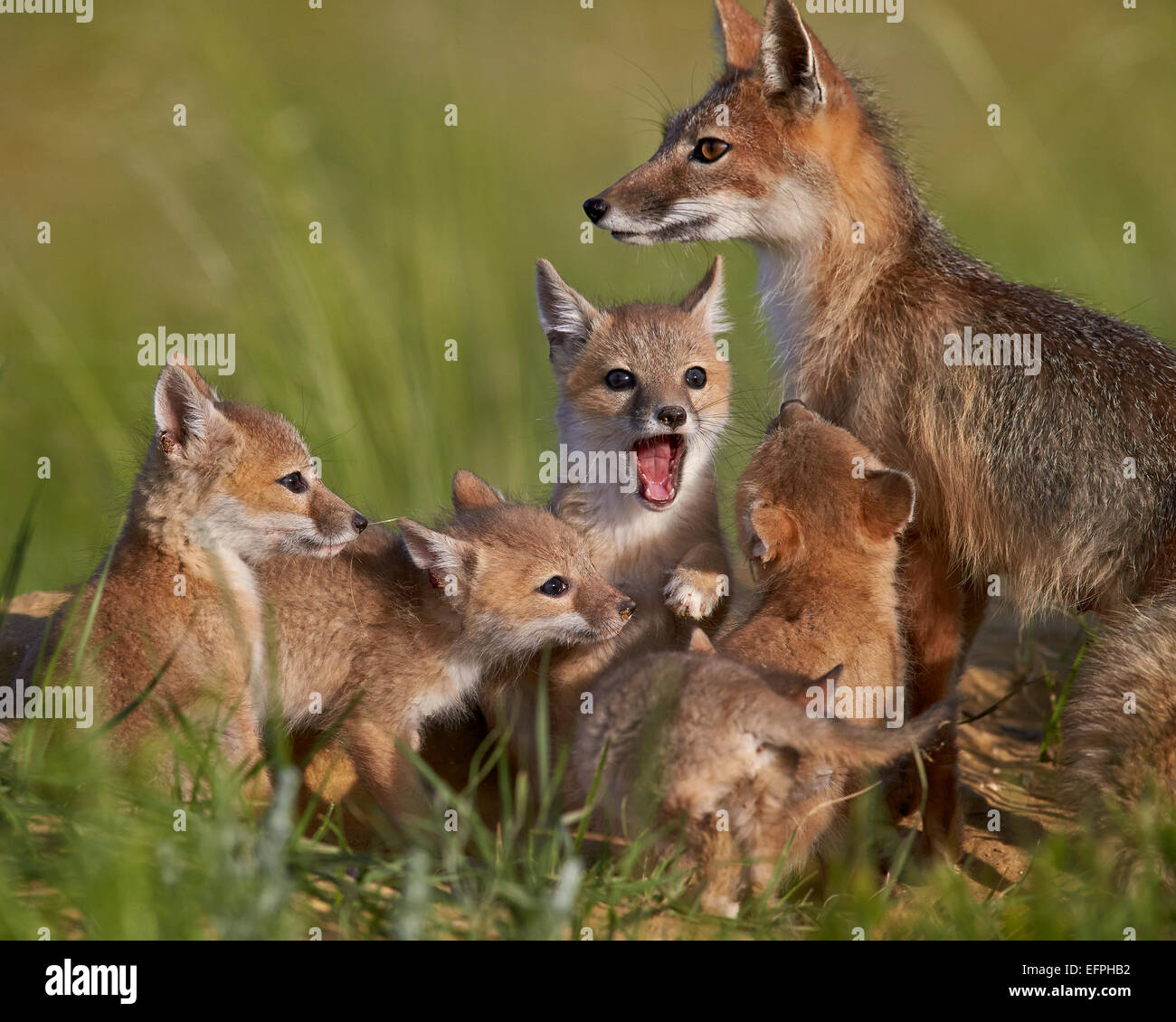 Swift fox (Vulpes velox) vixen and kits, Pawnee National Grassland, Colorado, United States of America, North America Stock Photo