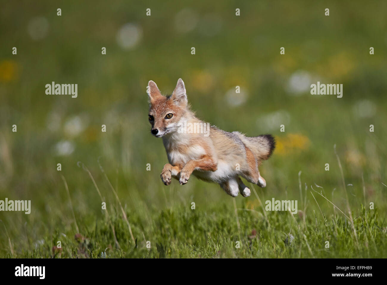 Swift fox (Vulpes velox) leaping, Pawnee National Grassland, Colorado, United States of America, North America Stock Photo