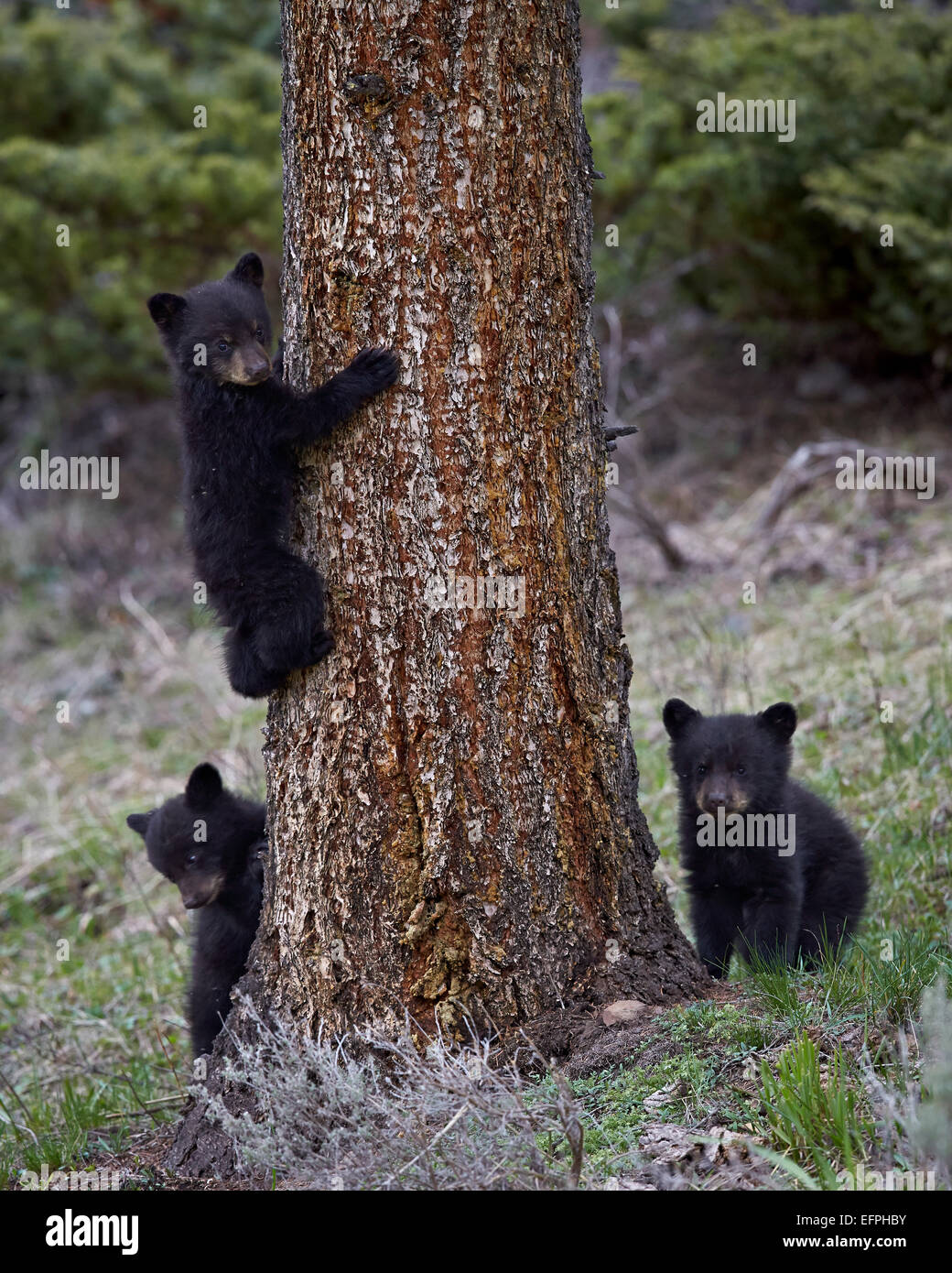 Three black bear (Ursus americanus) cubs of the year or spring cubs, Yellowstone National Park, UNESCO, Wyoming, USA Stock Photo