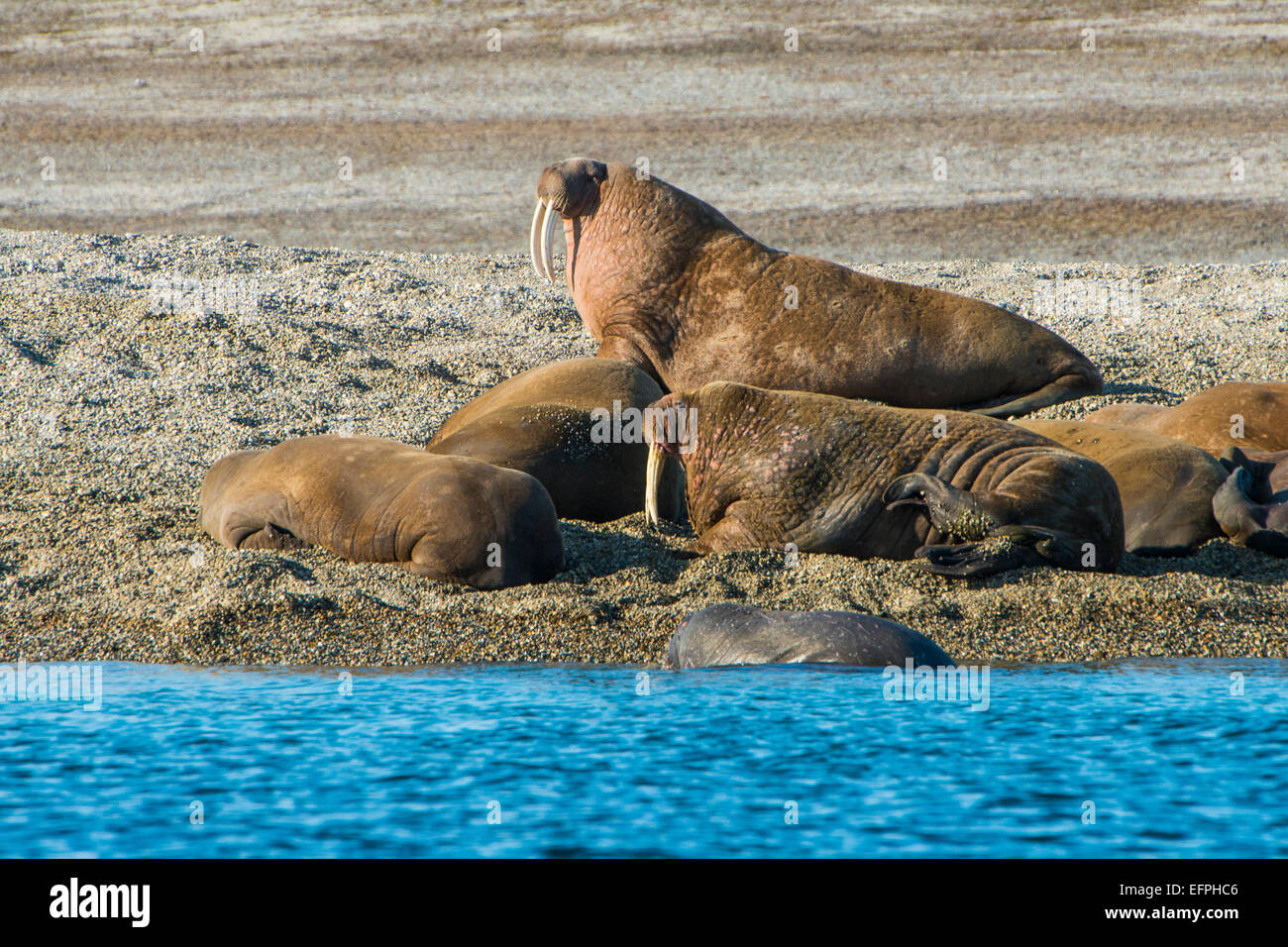 Walrus (Odobenus rosmarus) colony, Torellneset, Svalbard, Arctic, Norway, Scandinavia, Europe Stock Photo