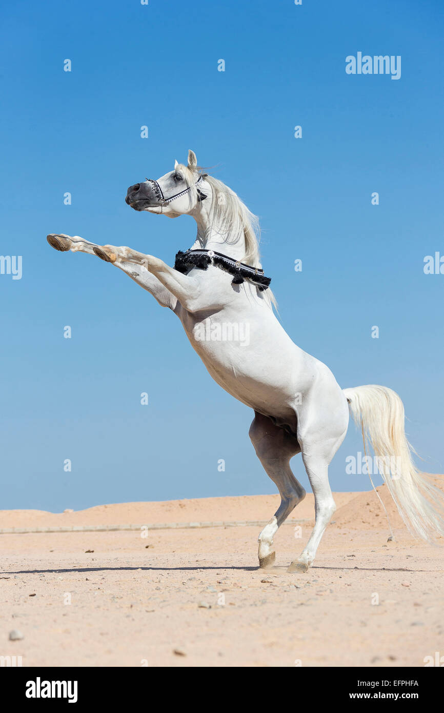 Arabian Horse Gray stallion traditional tack rearing the desert Egypt