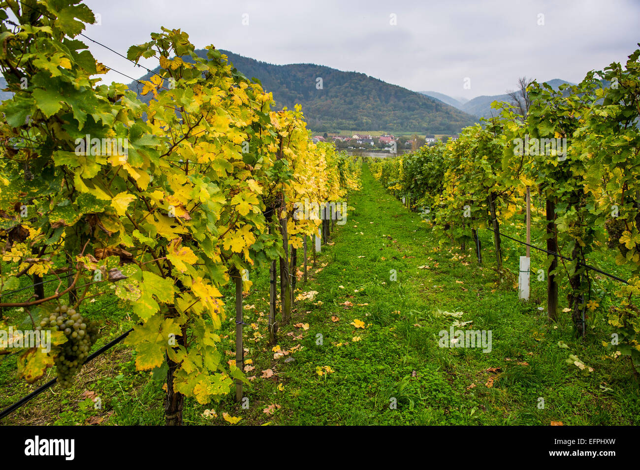 Vineyard in Duernstein, Danube, Wachau Cultural Landscape, UNESCO World Heritage Site, Austria, Europe Stock Photo