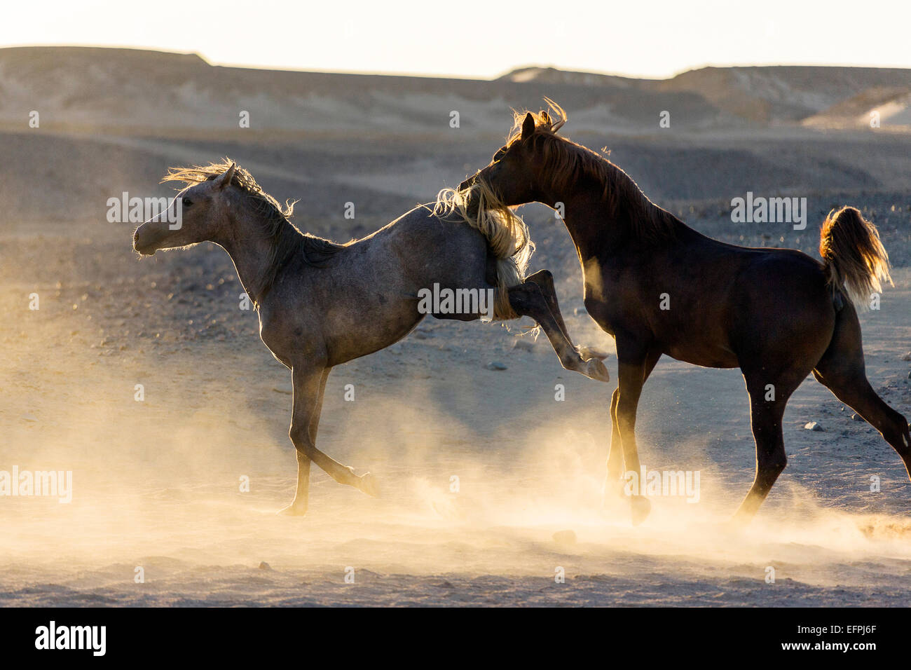 Arabian Horse Young mare kicking young stallion Egypt Stock Photo