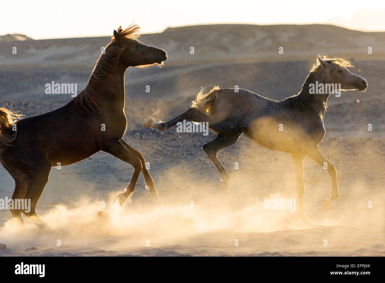 Arabian Horse Young mare kicking young stallion Egypt Stock Photo