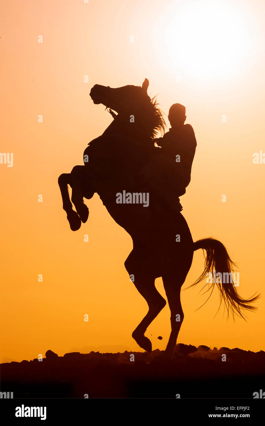 rearing horse with rider silhouette sunset