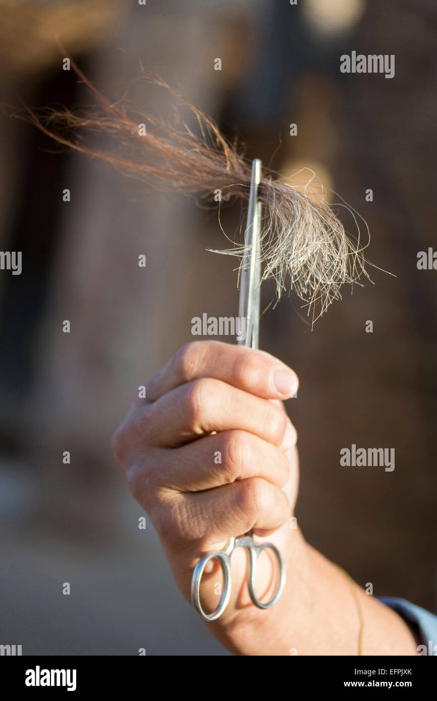 Hair sample horse hires stock photography and images Alamy