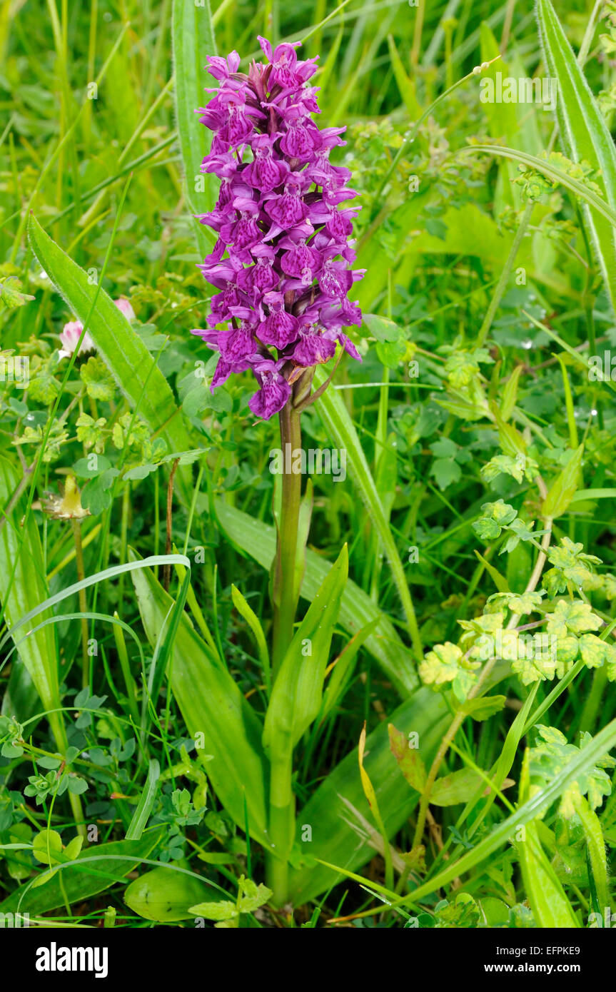 Northern Marsh Orchid - Dactylorhiza purpurella Whole plant in Machair grassland Stock Photo