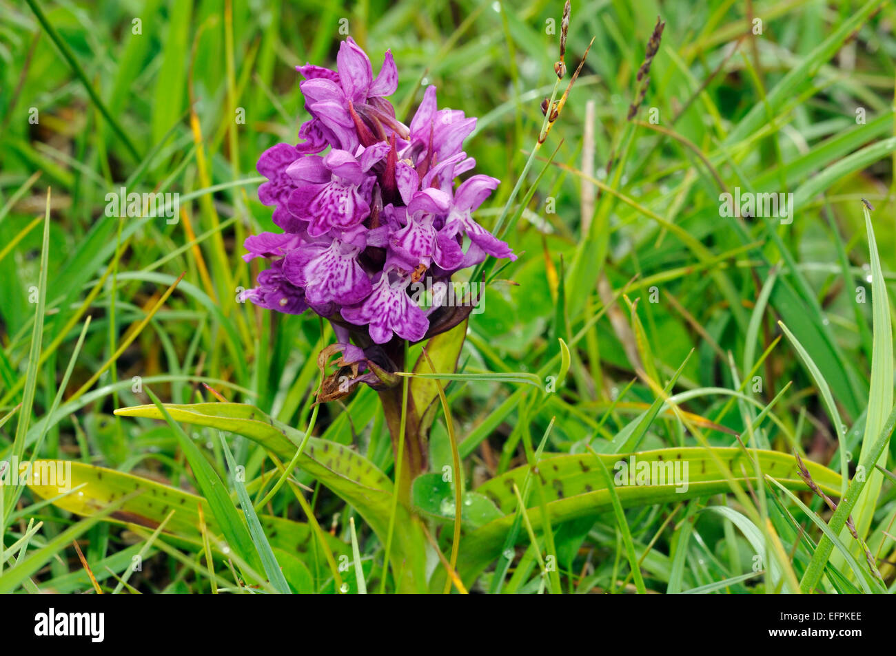 Northern Marsh Orchid - Dactylorhiza purpurella cambrensis Growing on Machair grassland Spotted leaf form, whole plant Stock Photo