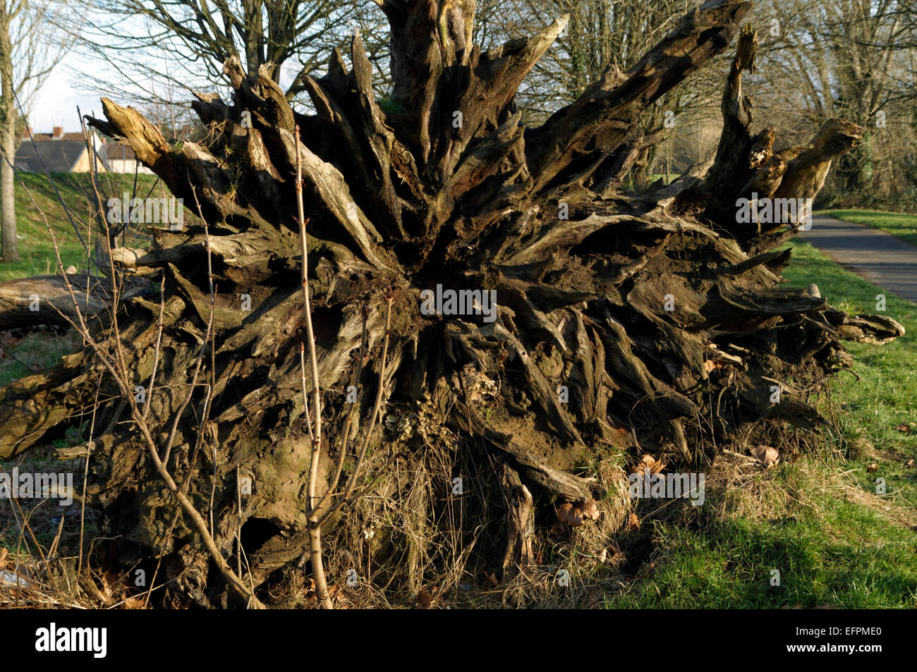 Roots of Fallen Sweet Chestnut Tree Castanea sativa , Cardiff, Wales. Stock Photo