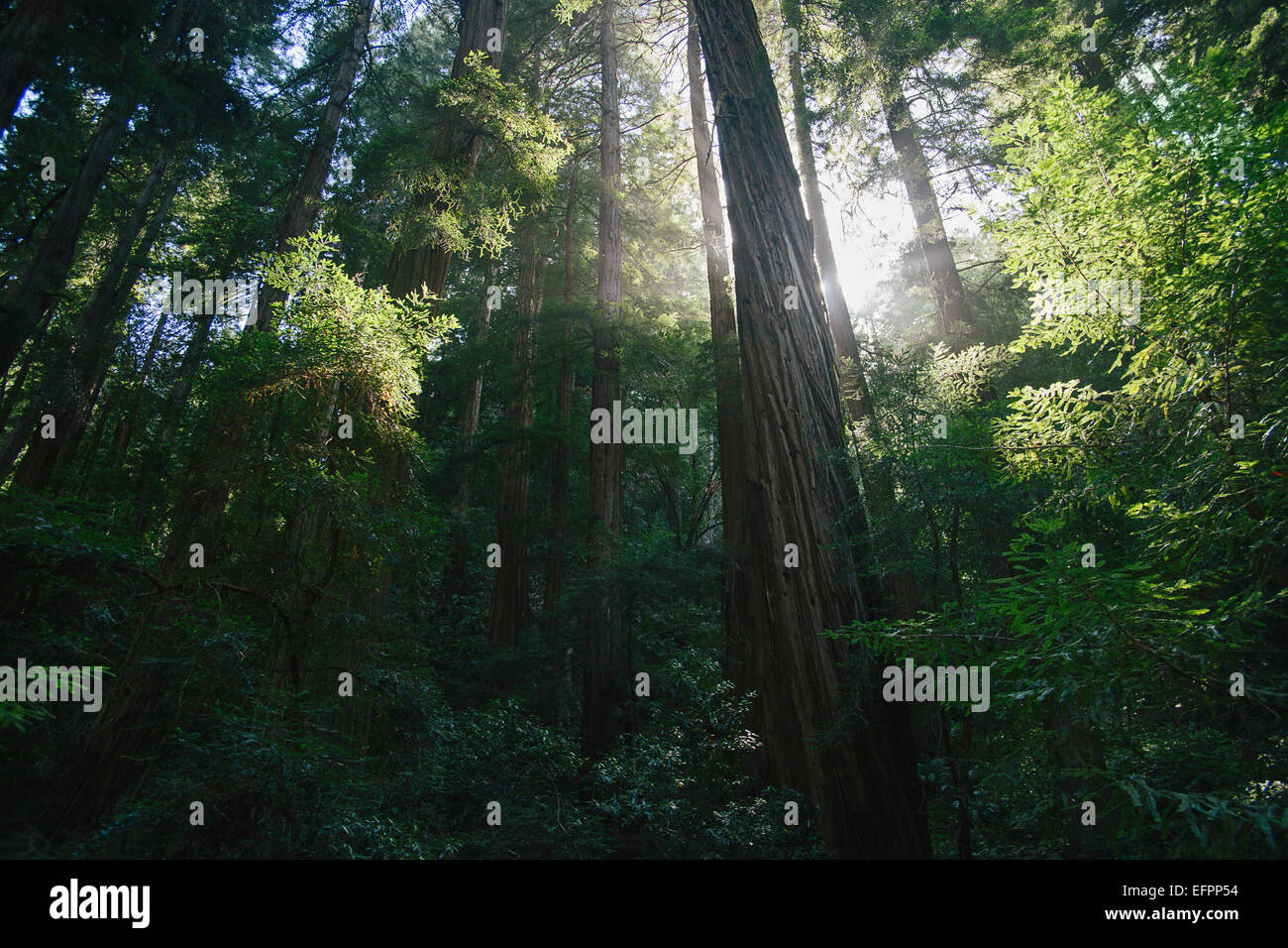 Mill valley california hires stock photography and images Alamy