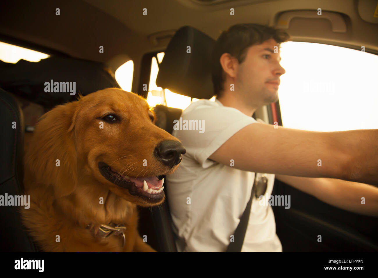 Dog beside man driving car Stock Photo