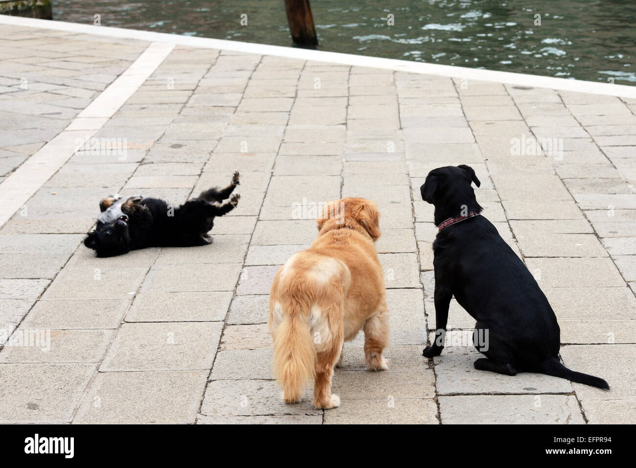 Dog friends, Venice Italy Stock Photo