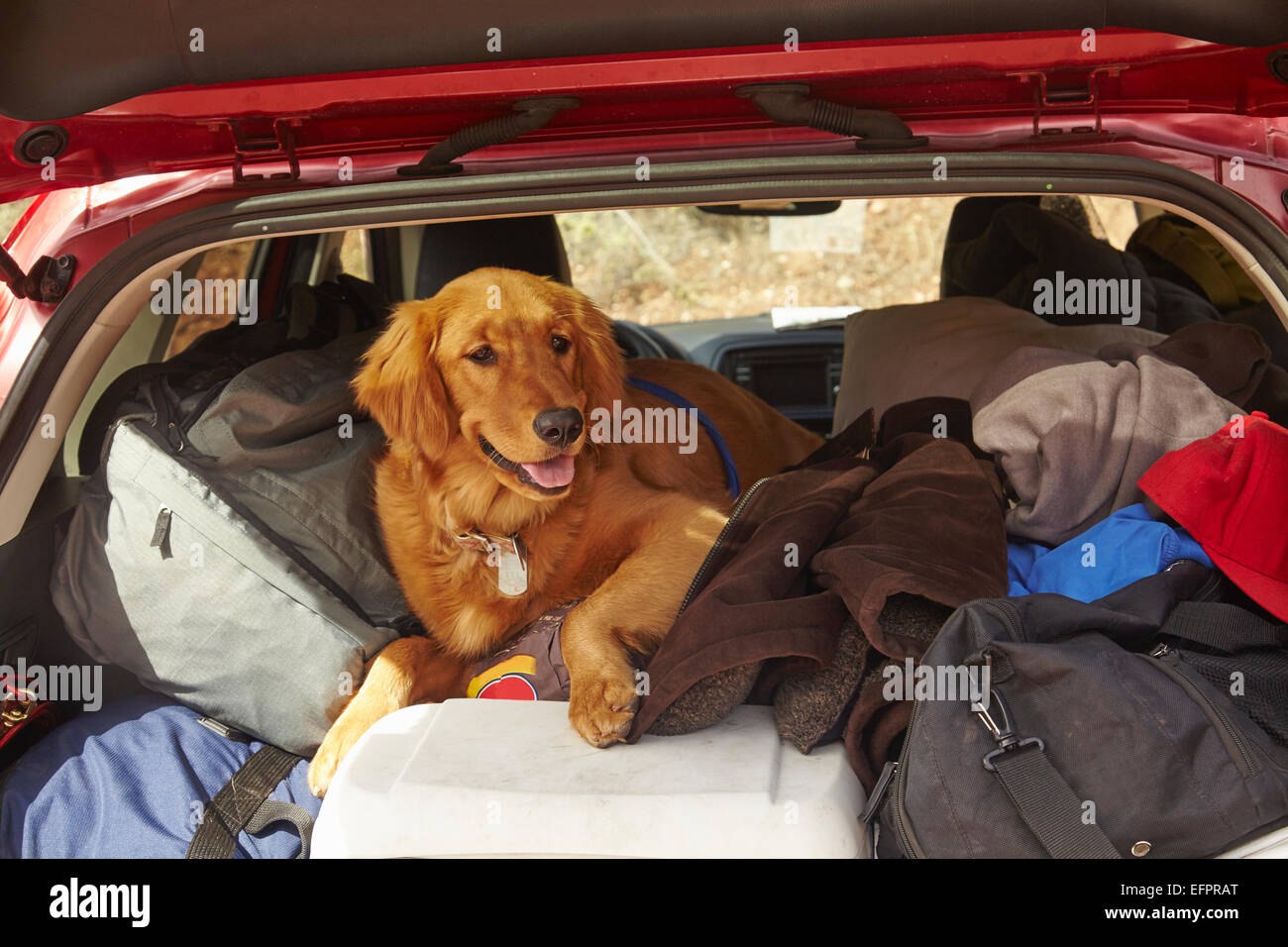 Dog in back of car Stock Photo Alamy