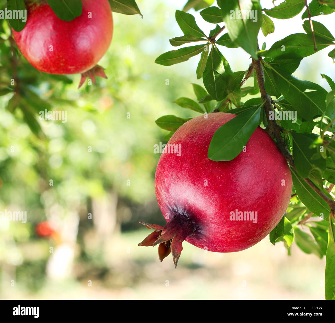 Red ripe pomegranates on the tree. Blurred garden at the background. Stock Photo