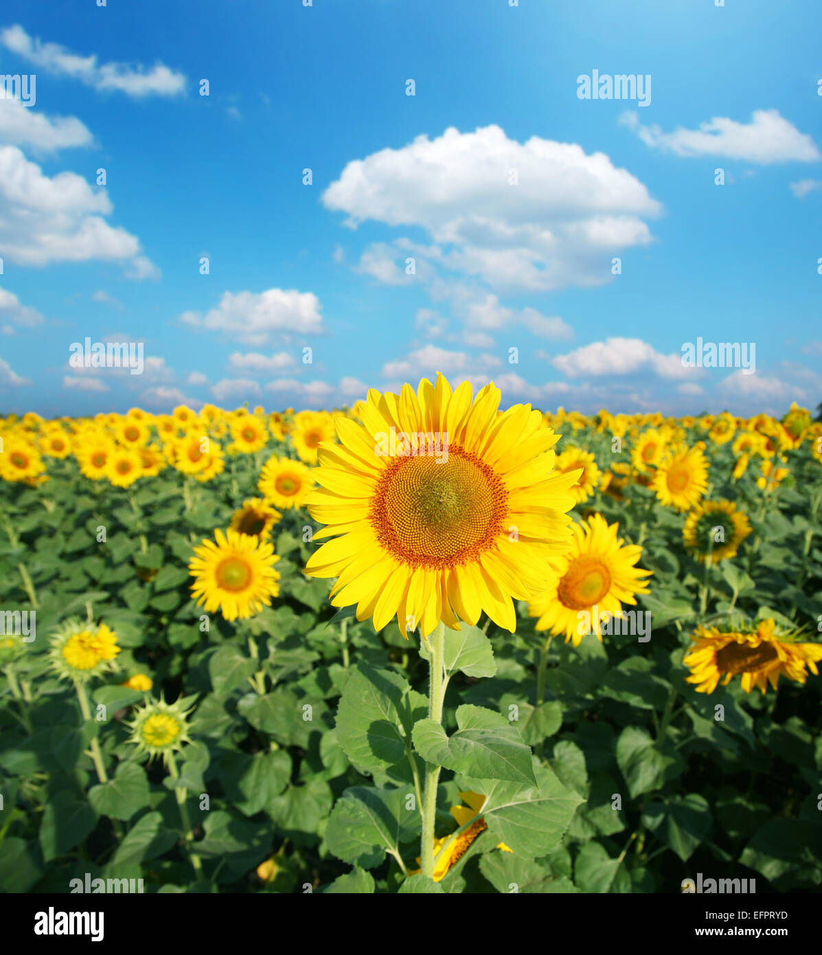 Sunflower field in the sunny day Stock Photo - Alamy