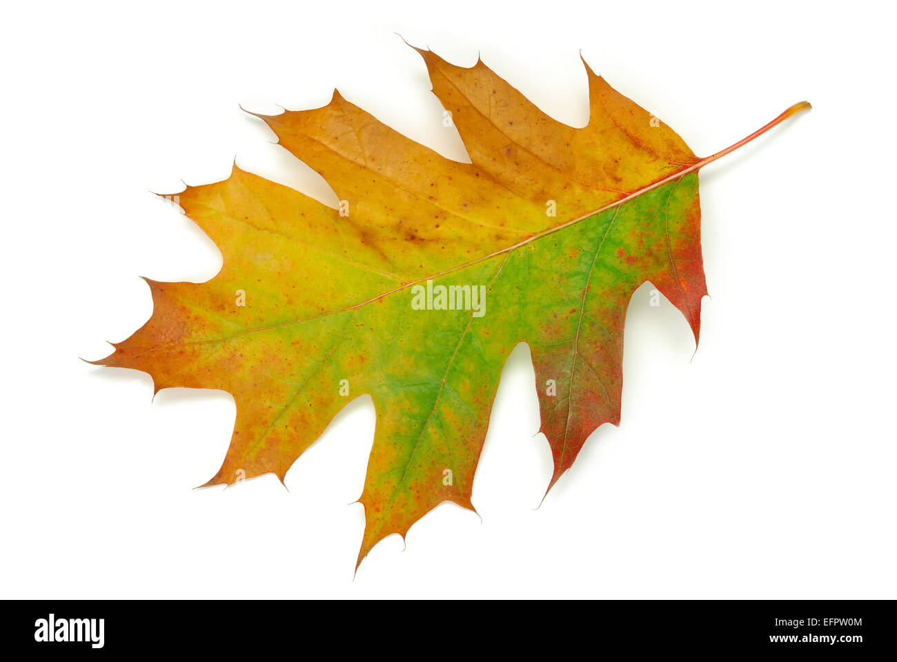 Oak leaf Stock Photo