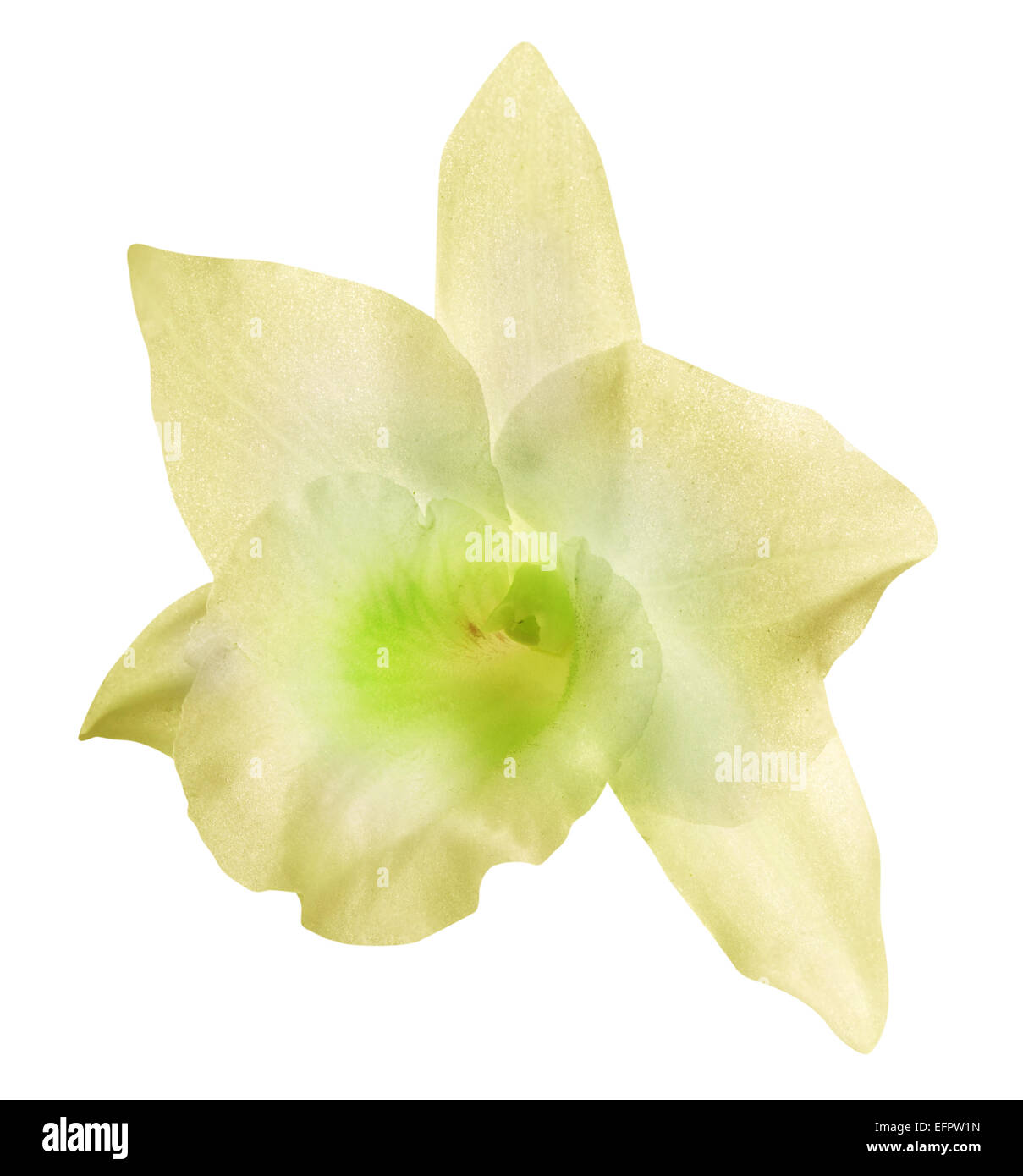 Orchid flower on white background. File contains clipping paths. Stock Photo