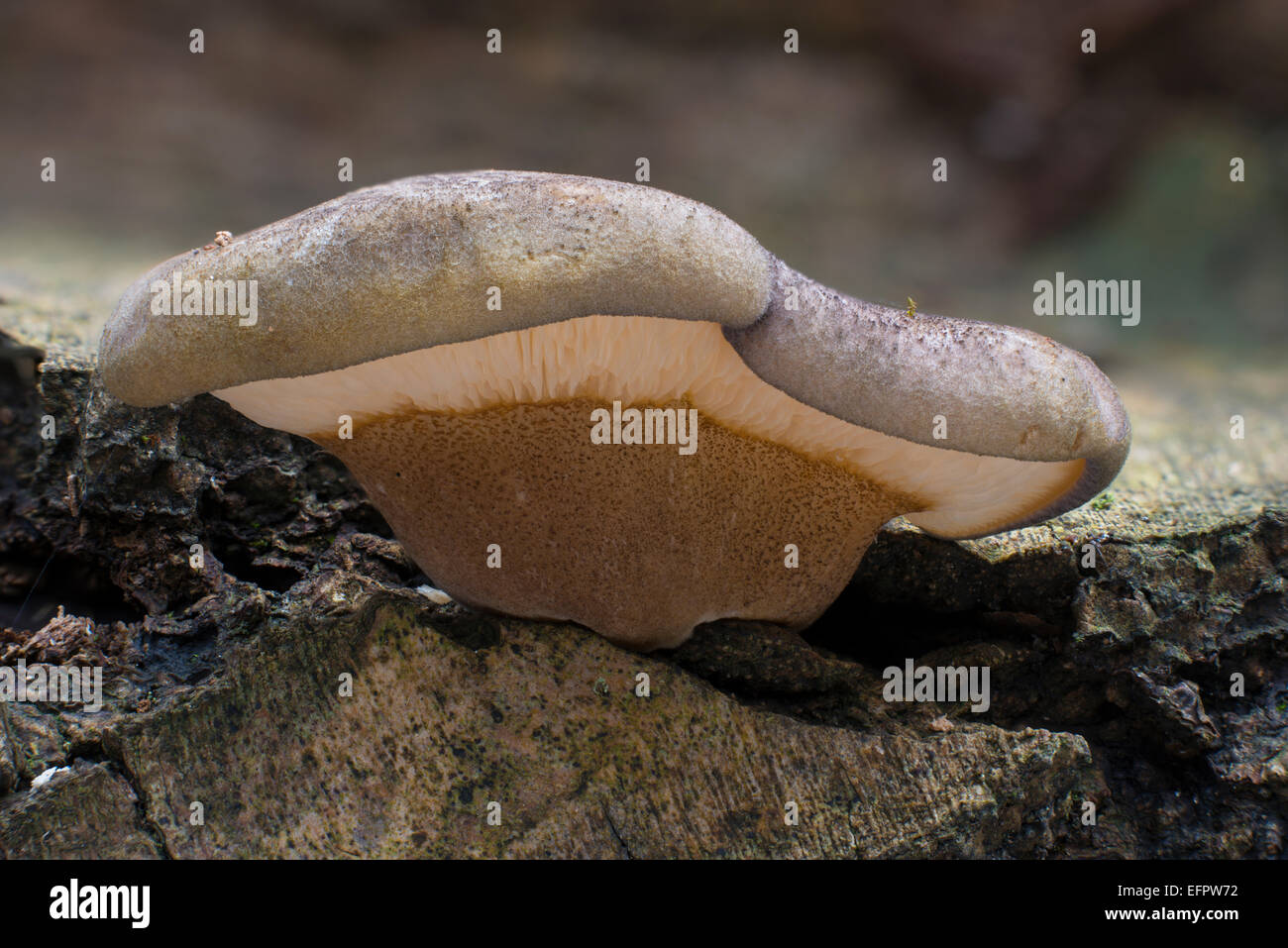Late Fall-Oyster or Late Oyster (Panellus serotinus), fruiting bodies on a rotting Hornbeam trunk (Carpinus betulus) Stock Photo