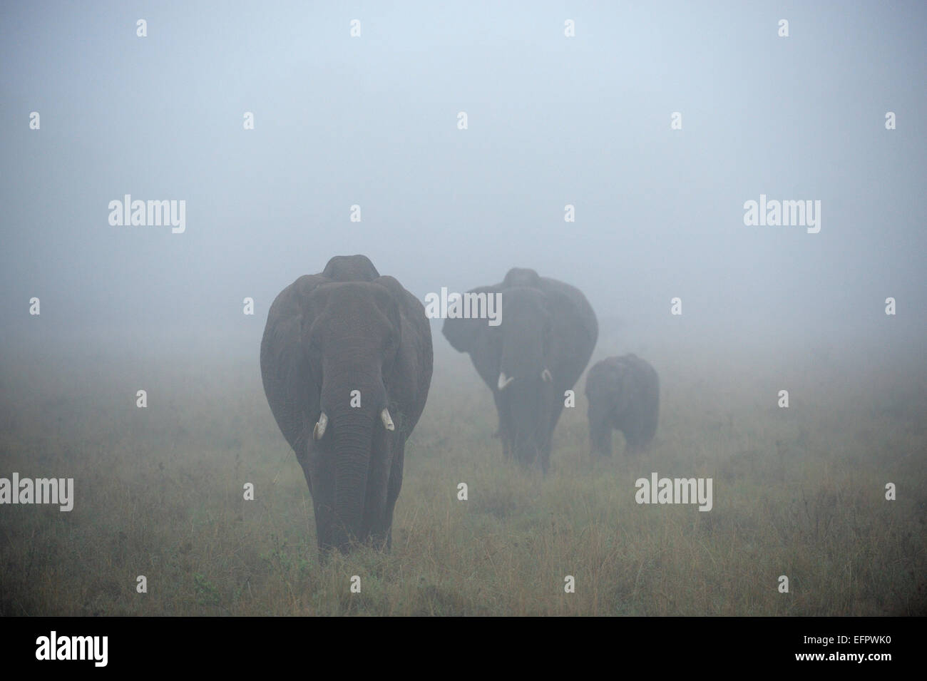 African Elephants (Loxodonta africana), elephant family with bull, cow and young, in the fog, Maasai Mara, Kenya Stock Photo