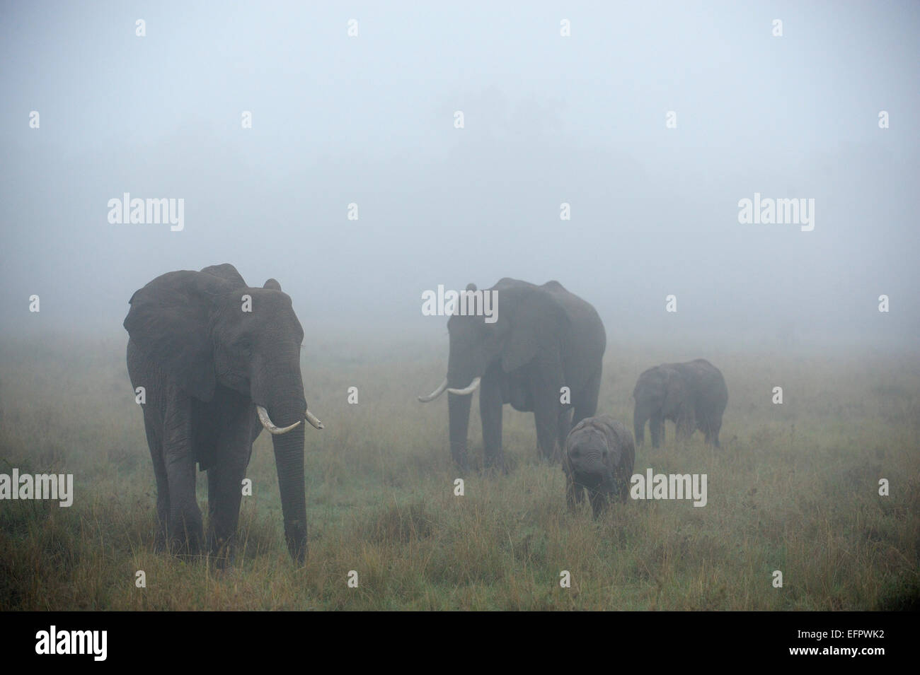 African Elephants (Loxodonta africana), elephant family with bull, cow and young, in the fog, Maasai Mara, Kenya Stock Photo
