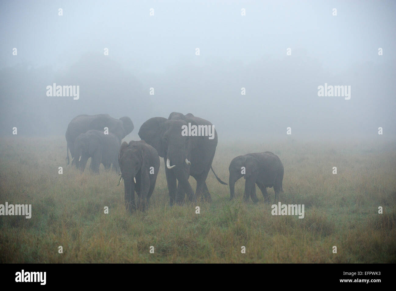 African Elephants (Loxodonta africana), elephant family in the fog, Maasai Mara, Kenya Stock Photo