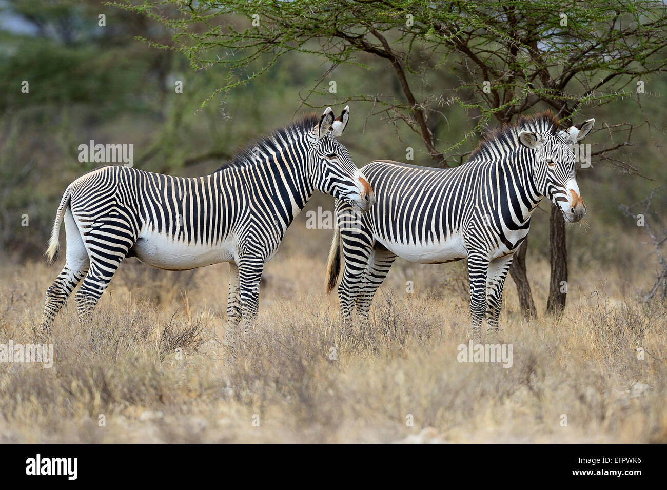 Grevy's Zebras (Equus grevyi), standing in the bush savannah, highly endangered species, Buffalo Springs National Reserve, Kenya Stock Photo