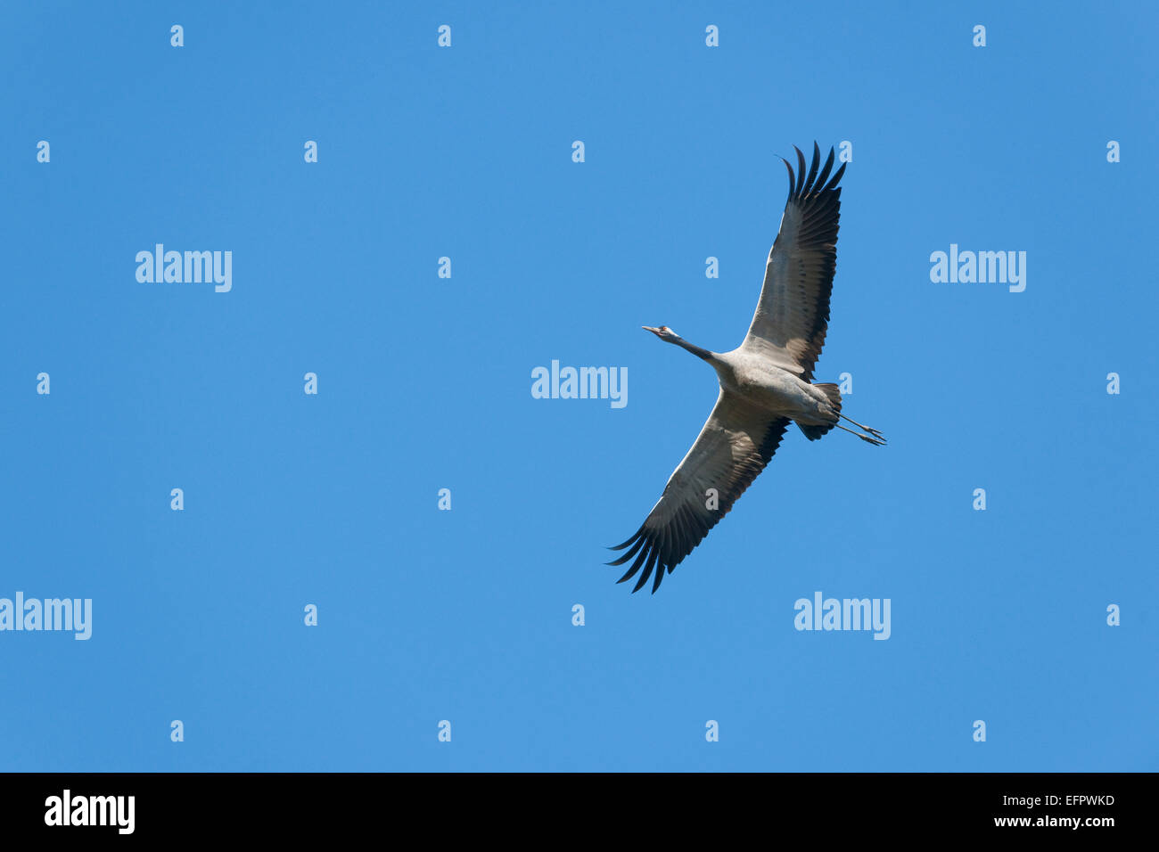Crane (Grus grus) in flight, Mecklenburg-Western Pomerania, Germany Stock Photo