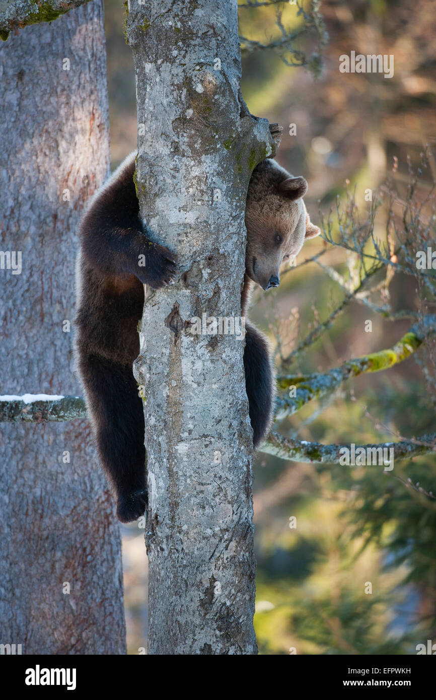 Brown bear (Ursus arctos) climbing a tree, captive, animal enclosure, Bavarian Forest National Park, Bavaria, Germany Stock Photo