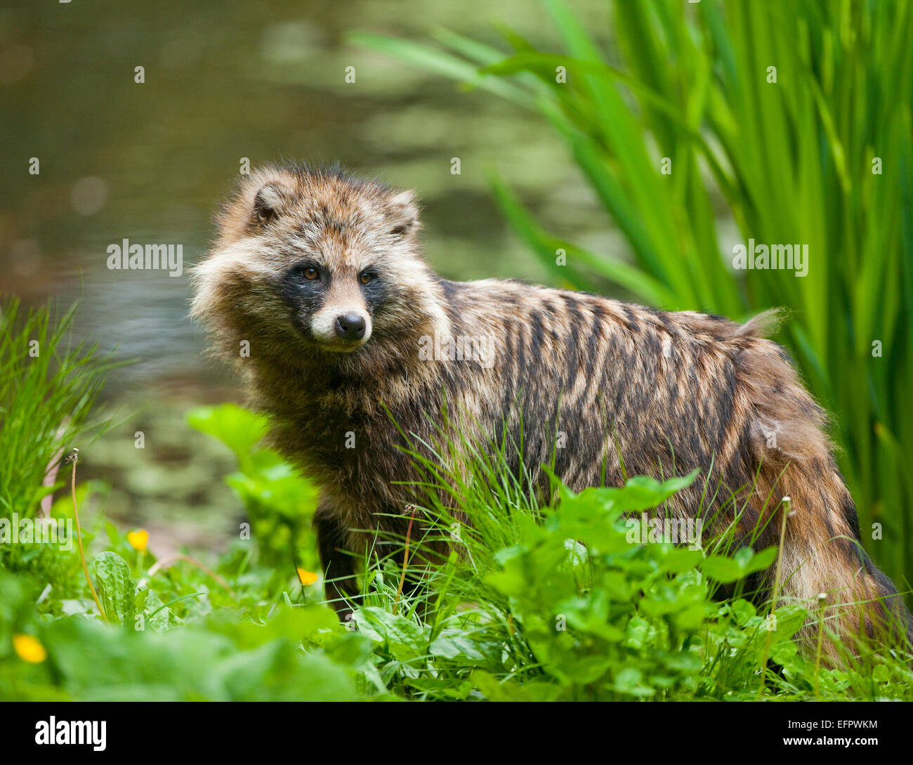 Raccoon Dog (Nyctereutes procyonoides), captive, Lower Saxony, Germany Stock Photo