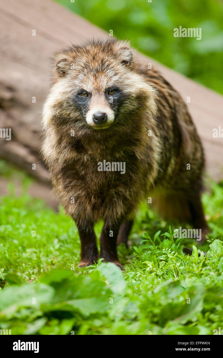 Raccoon Dog (Nyctereutes procyonoides), captive, Lower Saxony, Germany Stock Photo Alamy