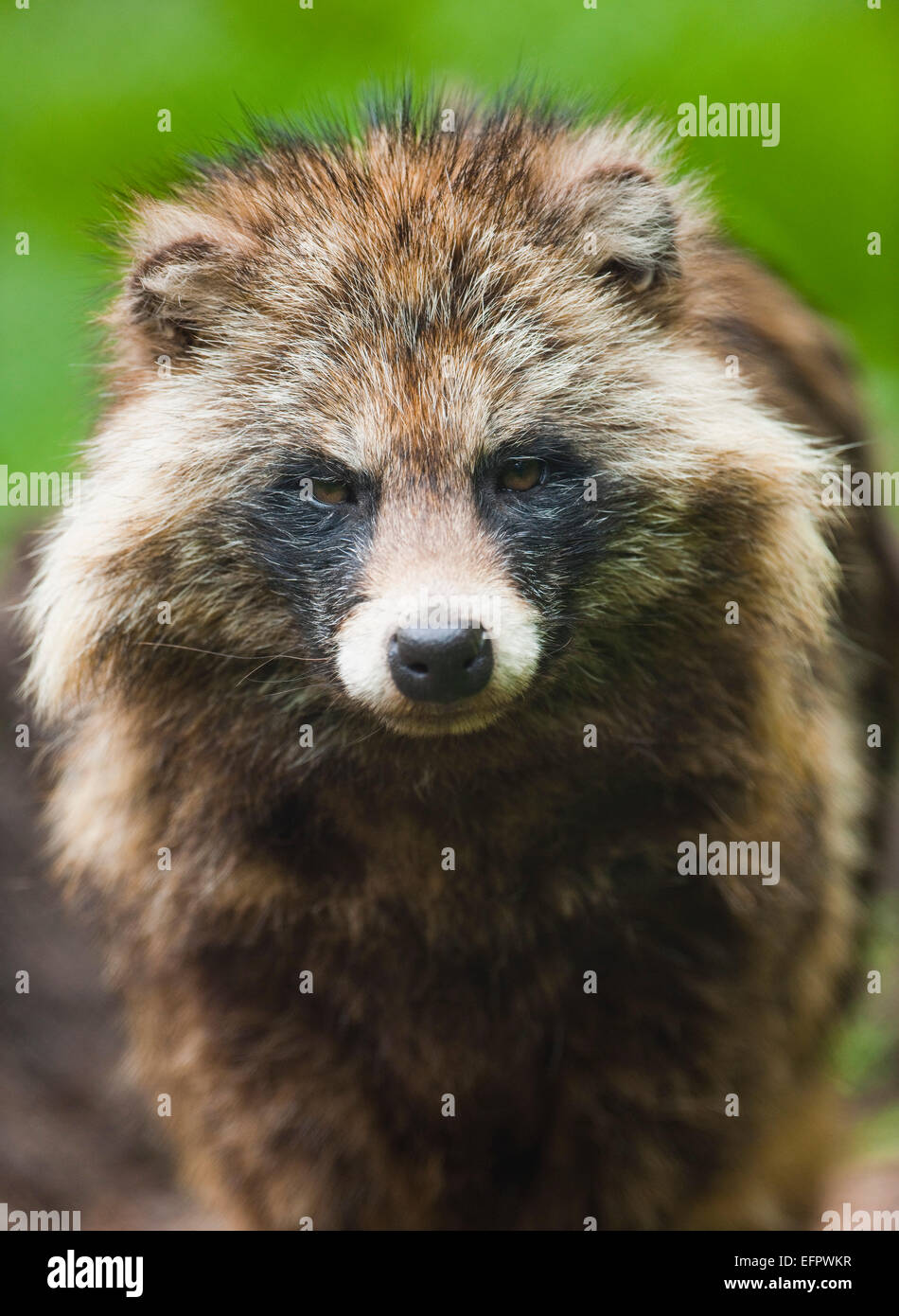 Raccoon Dog (Nyctereutes procyonoides), captive, Lower Saxony, Germany Stock Photo