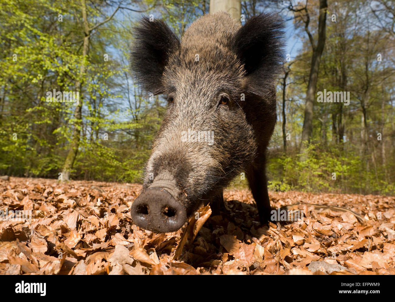 Wild boar (Sus scrofa), sow in spring in the woods, North Rhine-Westphalia, Germany Stock Photo