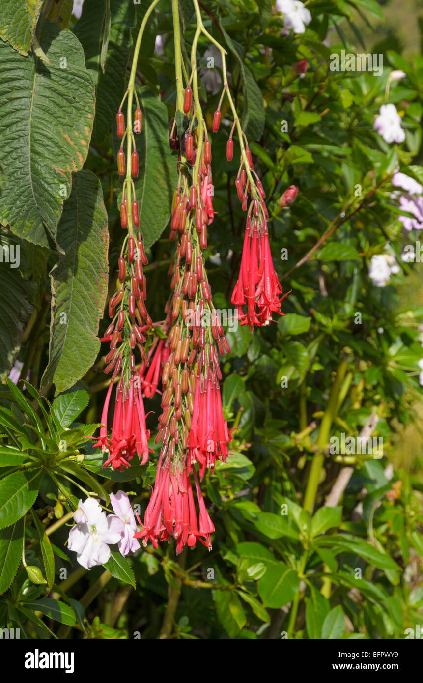 Bolivian Fuchsia (Fuchsia boliviana), flowers, Los Quetzales National Park, San José Province, Costa Rica Stock Photo