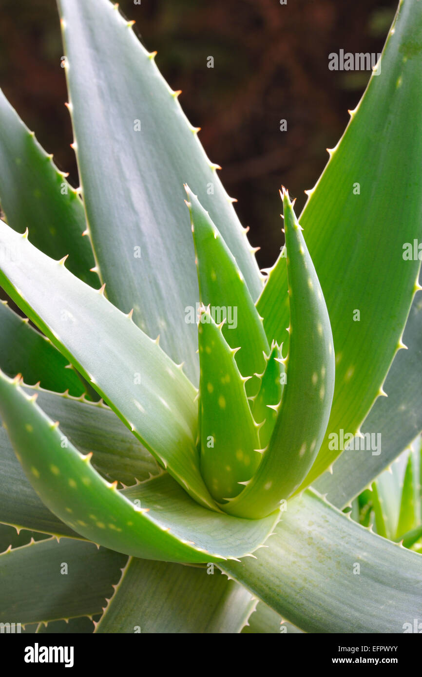 Aloe vera plant (Aloe vera) Stock Photo