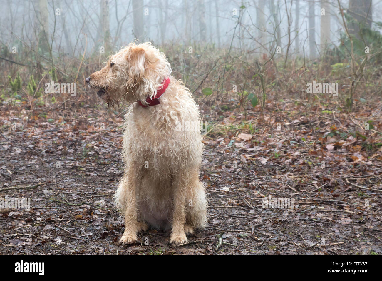 Yellow Labradoodle Portrait Stock Photo Alamy