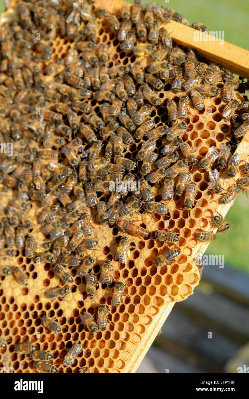 Brood frame of honey bees (apis mellifera) on the frame with re-marked queen bee Stock Photo