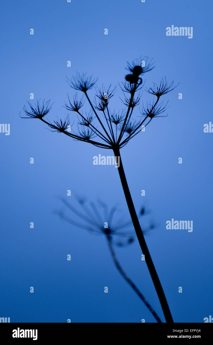 Cow parsley seed heads silhouetted against blue sky, Bedfordshire, UK Stock Photo