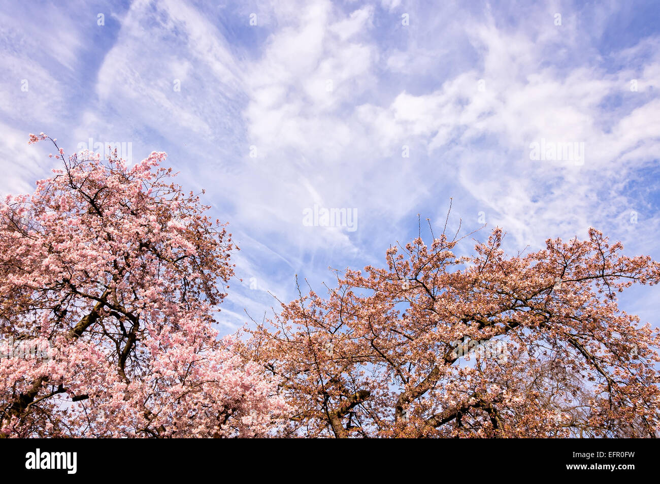 Blossoming tree branch in springtime and cloudy sky as background Stock Photo