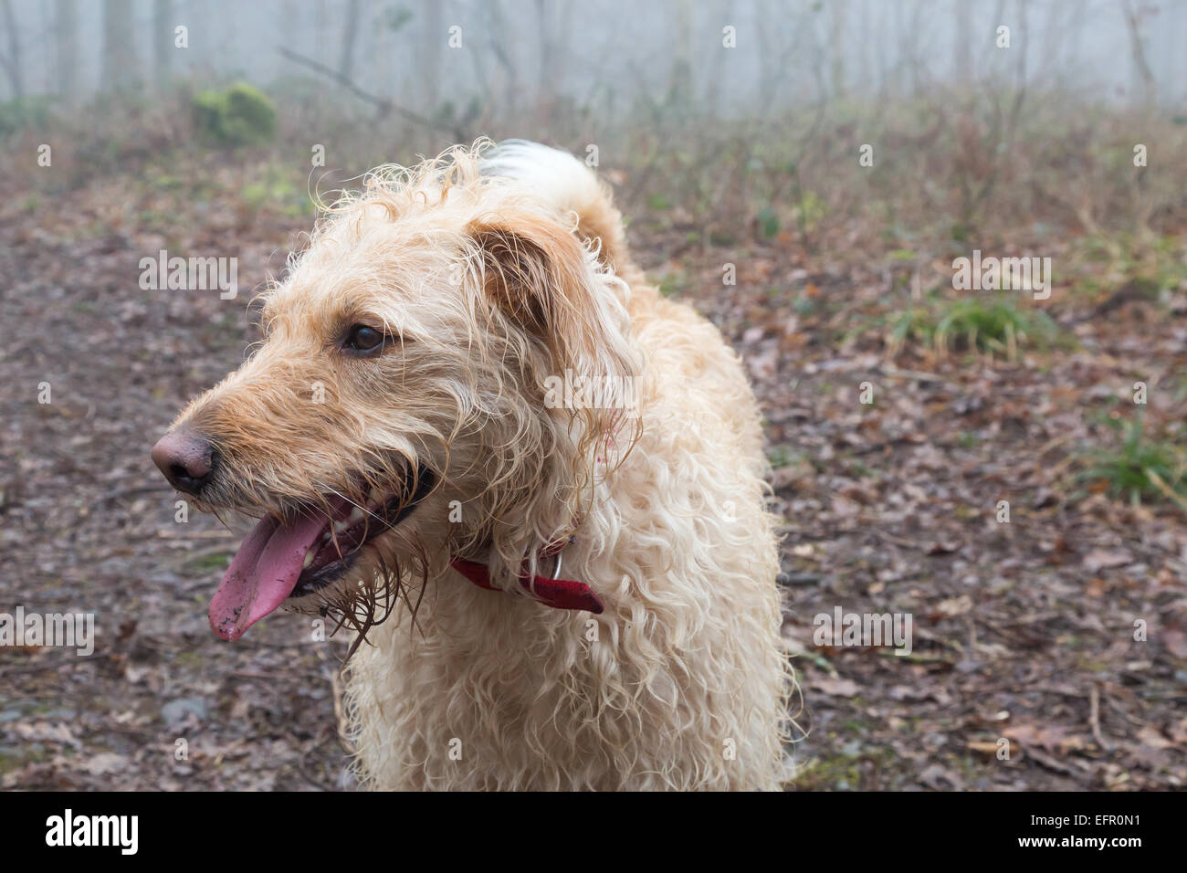 Yellow Labradoodle Portrait Stock Photo Alamy