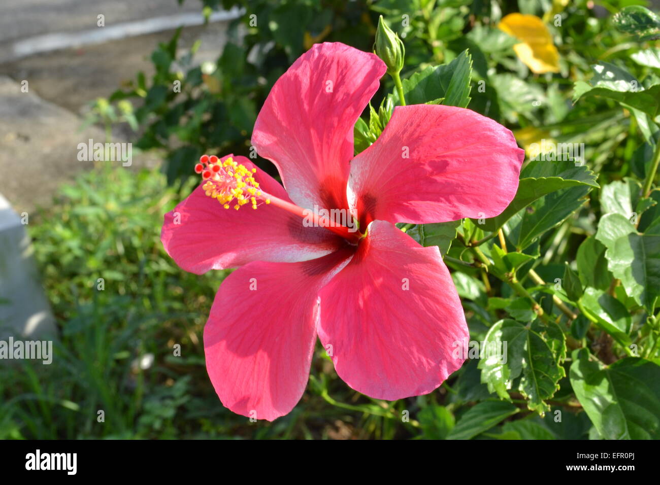 Gumamela hi res stock photography and images Alamy