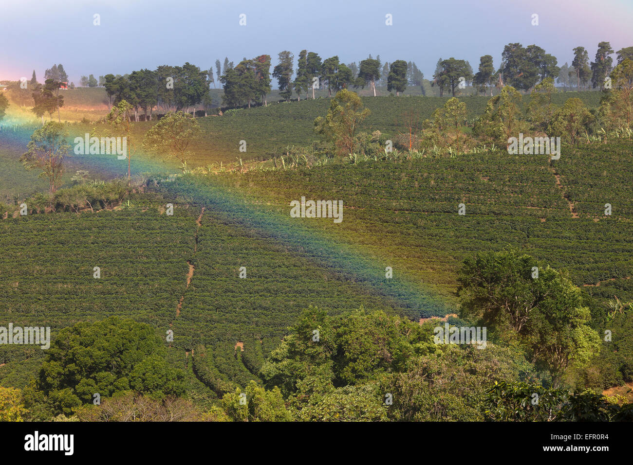 Coffee plantation hires stock photography and images Alamy