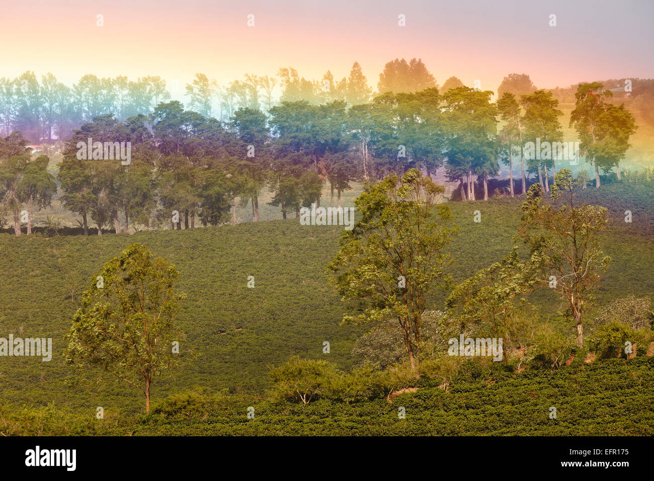 Coffee plantation hires stock photography and images Alamy