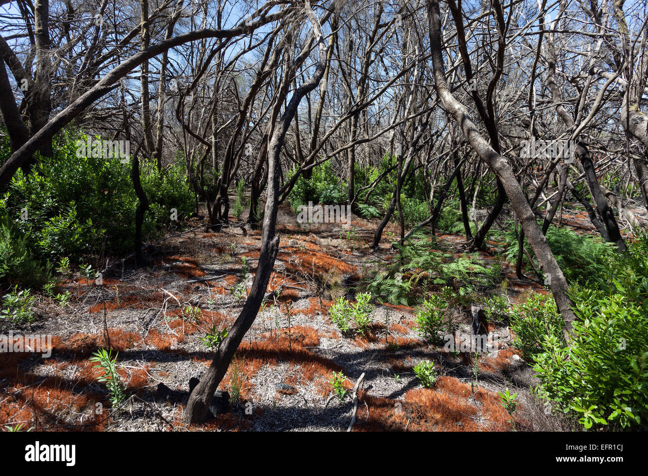 Charred tree trunks, remains of the forest fire in August 2012, below ...