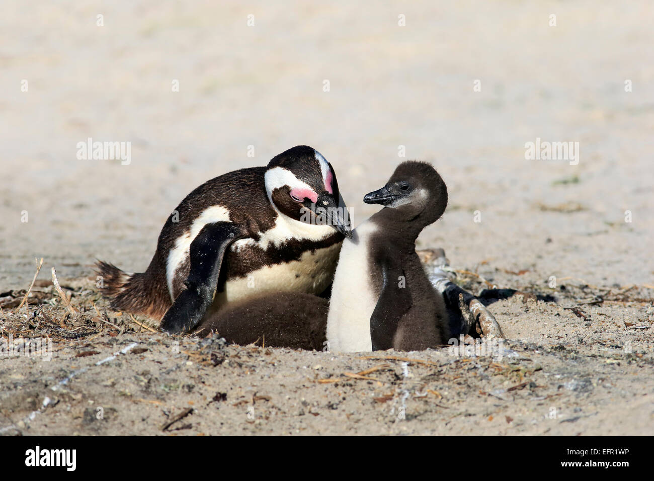 Baby penguins in nest hires stock photography and images Alamy