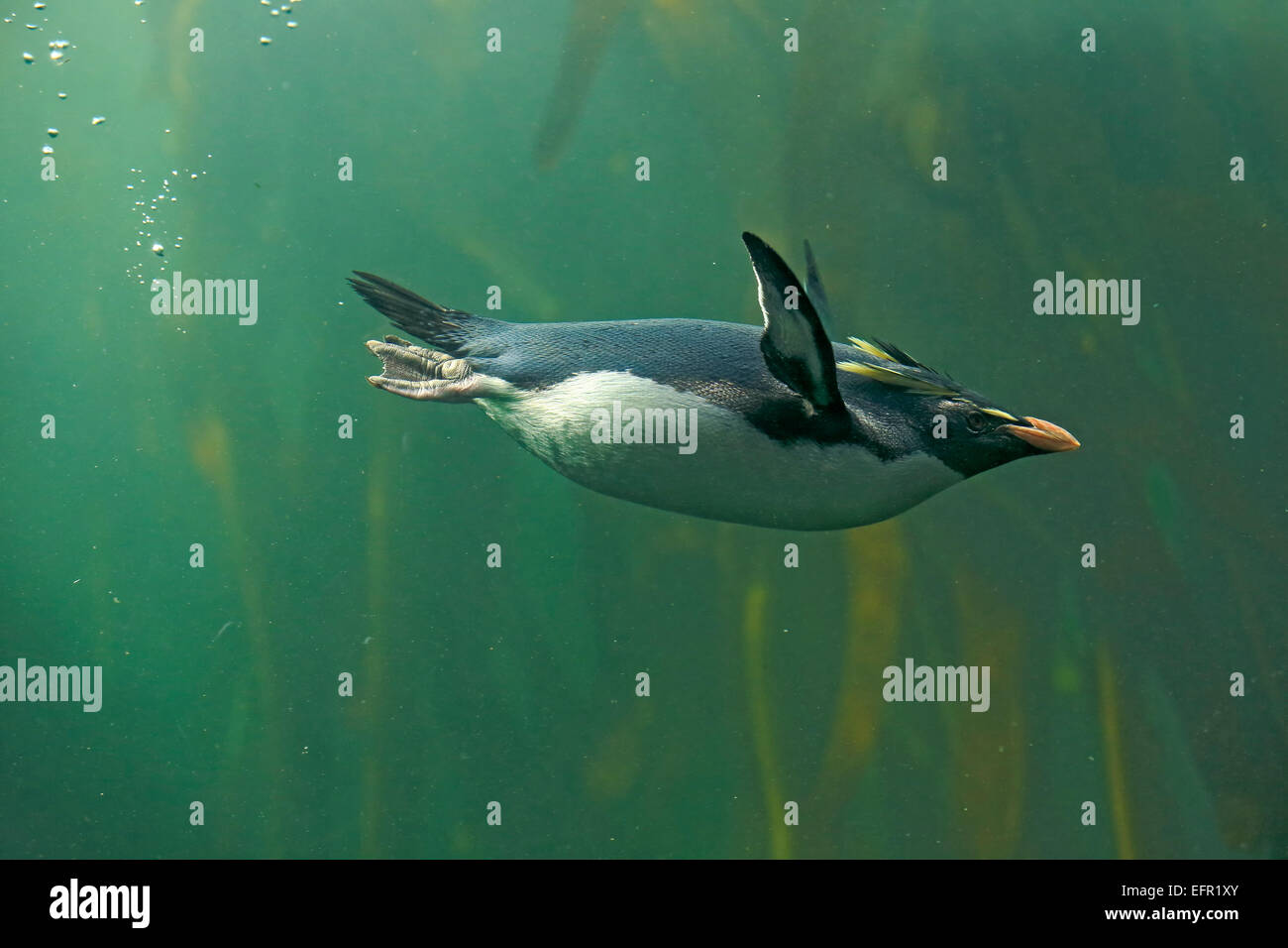 Southern rockhopper penguin hi-res stock photography and images - Alamy