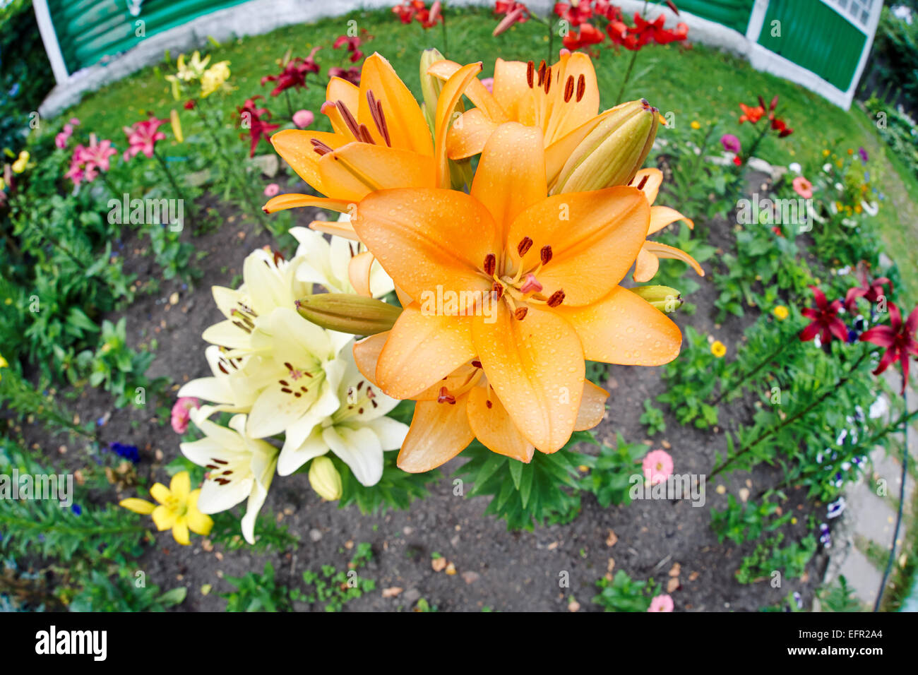 Daylily Flower Bed Stock Photo Alamy