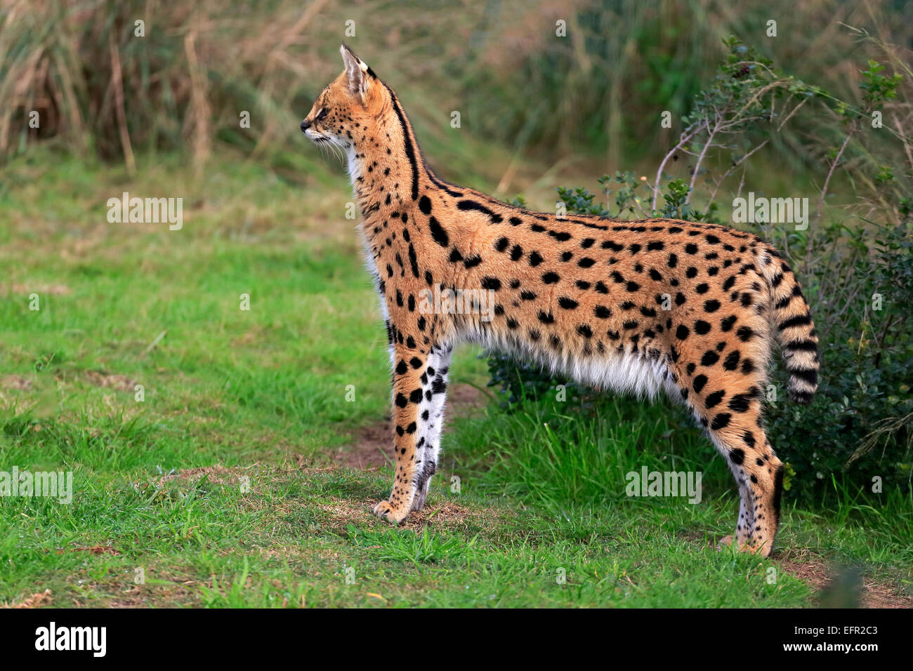 adult serval