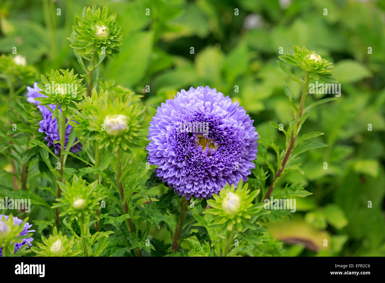 Chinese Aster (Callistephus chinensis), flower, Germany Stock Photo