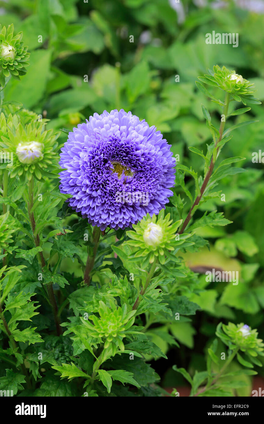 Chinese Aster (Callistephus chinensis), flower, Germany Stock Photo